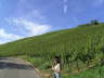 Weinberge